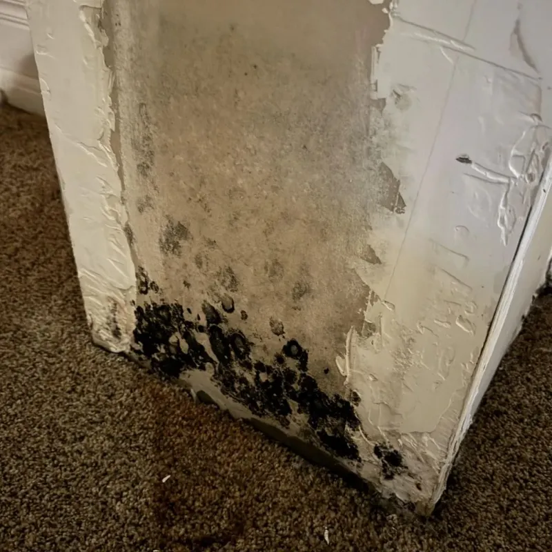 Professional Mold Removal in Castro County, TX